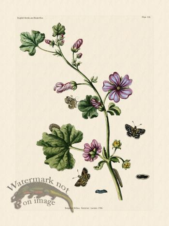 Wilkes Butterflies 110